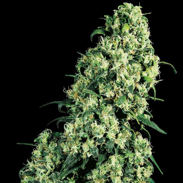 Skunk #1 fem Sensi Seeds