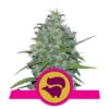 Skunk XL fem Royal Queen Seeds