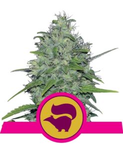Skunk XL fem Royal Queen Seeds