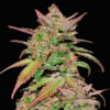smoothie fast buds campo di canapa
