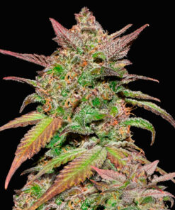 smoothie fast buds campo di canapa