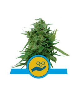 Solomatic cbd auto Royal Queen Seeds