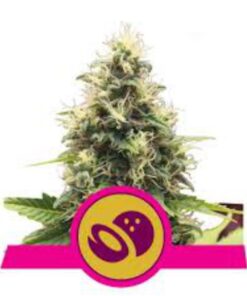 Somango XL fem Royal Queen Seeds