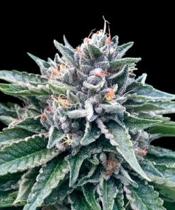 sorbe 4 dna genetics