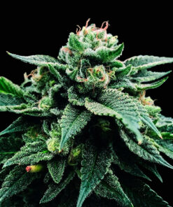 sorbet stash dna genetics