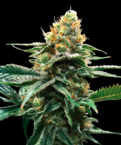 sour sorbet dna genetics campo di canapa