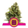 Sour Diesel fem Royal Queen Seeds