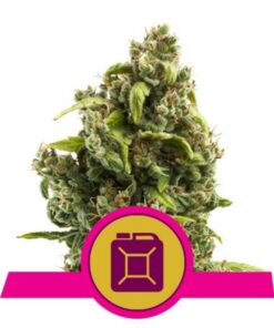 Sour Diesel fem Royal Queen Seeds