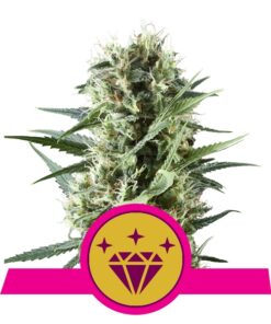 Special Kush #1 fem Royal Queen Seeds