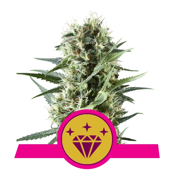 Special Kush #1 fem Royal Queen Seeds