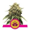 Special Queen #1 fem Royal Queen Seeds