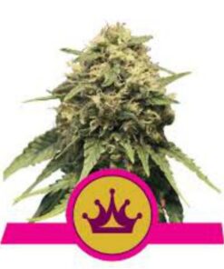 Special Queen #1 fem Royal Queen Seeds