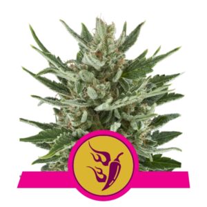 Speedy Chile fast flowering Royal Queen Seeds