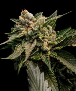 strawberry sorbet dna genetics