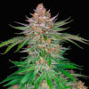 strawberry pie auto fast buds campo di canapa