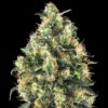 Super Skunk auto Sensi Seeds