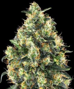 Super Skunk auto Sensi Seeds