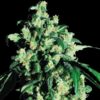 Super Skunk fem Sensi Seeds
