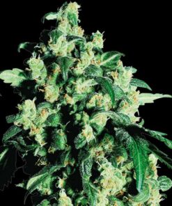 Super Skunk fem Sensi Seeds