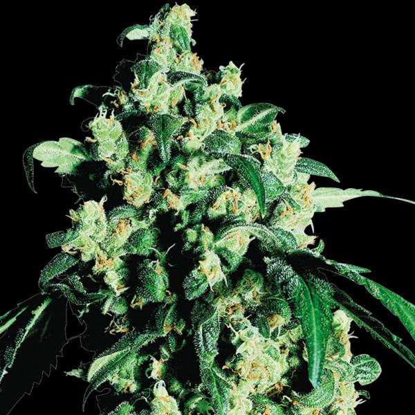 Super Skunk fem Sensi Seeds