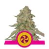 Sweet ZZ fem Royal Queen Seeds
