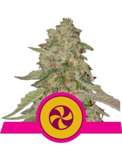 Sweet ZZ fem Royal Queen Seeds