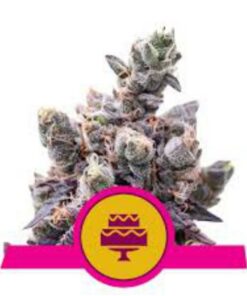 Wedding Gelato fem Royal Queen Seeds