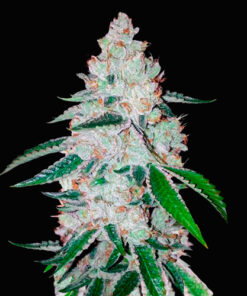 west coast go auto fast buds campo di canapa