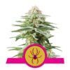 White Widow fem Royal Queen Seeds