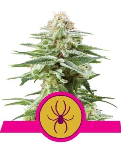 White Widow fem Royal Queen Seeds