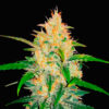 zkittlez auto fast buds campo di canapa