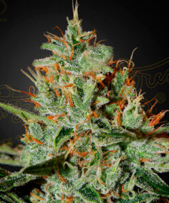 alaskan ice greenhouse