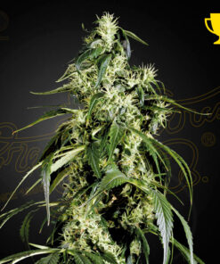 Arjan's Haze greenhouse