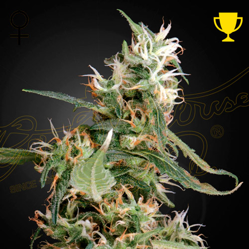 arjan's ultra haze 1 greenhouse