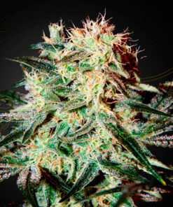 arjan's strawberry haze greenhouse