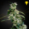 arjan's ultra haze greenhouse