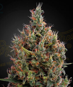 big bang auto greenhouse