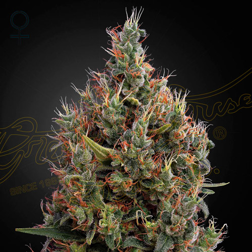 big bang auto greenhouse