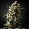 bubba slush greenhouse