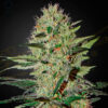 exodus cheese auto greenhouse