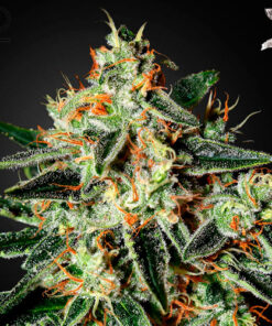 gh cheese greenhouse