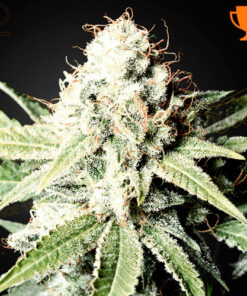 great white shark greenhouse