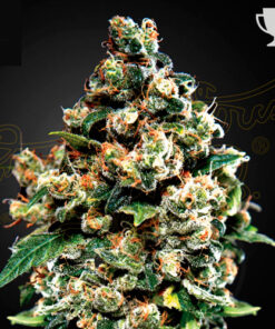 jack herer greenhouse