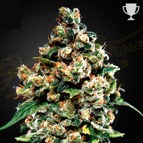 jack herer greenhouse