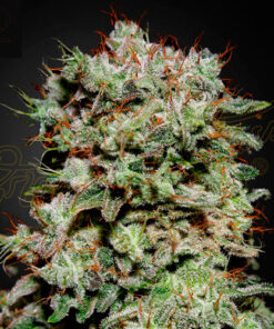 kalashnikova greenhouse