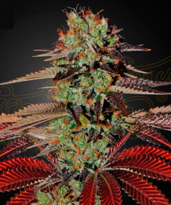 king's kush auto greenhouse