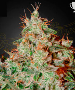 Lemon Skunk - fem (Green House)