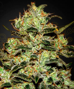 moby dick greenhouse