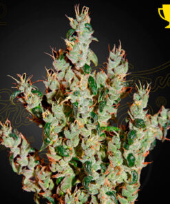 nl5 haze mist greenhouse