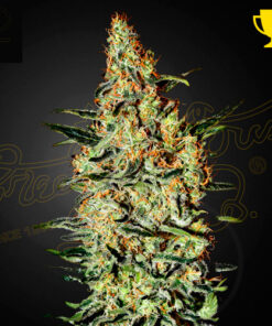 neville's haze greenhouse